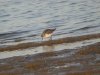 Little Stint at Potton Creek (Steve Arlow) (70401 bytes)